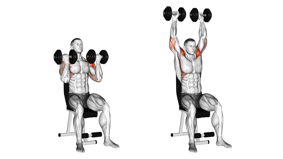 Anatomical illustration of a seated Arnold press from palms-in at the shoulders to dumbbells overhead, with the shoulders and triceps highlighted.