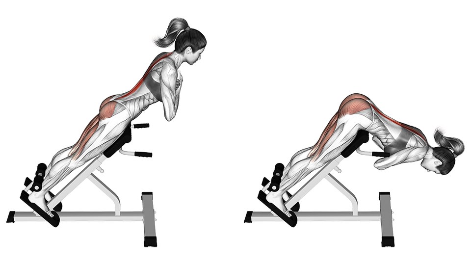 Two-frame anatomical illustration of a back extension on a 45-degree bench. A woman lies face down with her hips on the angled pad, ankles hooked under the rollers and forearms crossed in front of her chest. In the left frame she is at the top of the rep, body in a straight line from head to heels; in the right frame she has hinged at the hips and hangs down toward the floor, head lowest. In both frames the gluteus maximus and the hamstrings down the back of the thigh are shaded red, and so is a strip of muscle running up either side of the spine from the pelvis to the neck.