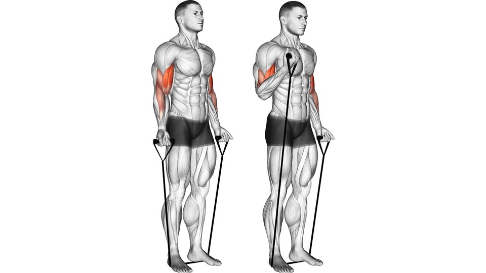 Male anatomical model doing an alternating band curl, with the elbow flexors shaded red and the band held under both feet.