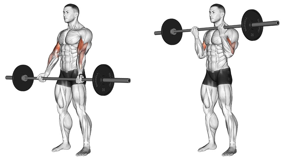 Anatomical illustration of a standing barbell curl in two frames on a white background. Left: a man stands upright holding a straight barbell with plates at both ends, palms forward, arms hanging straight so the bar rests against the front of the thighs. Right: the same man at the top of the rep, elbows bent and tucked beside the ribs, the bar held at upper chest and shoulder height. In both frames the front of each upper arm, from shoulder to elbow, is shaded red; the forearms are left unshaded.