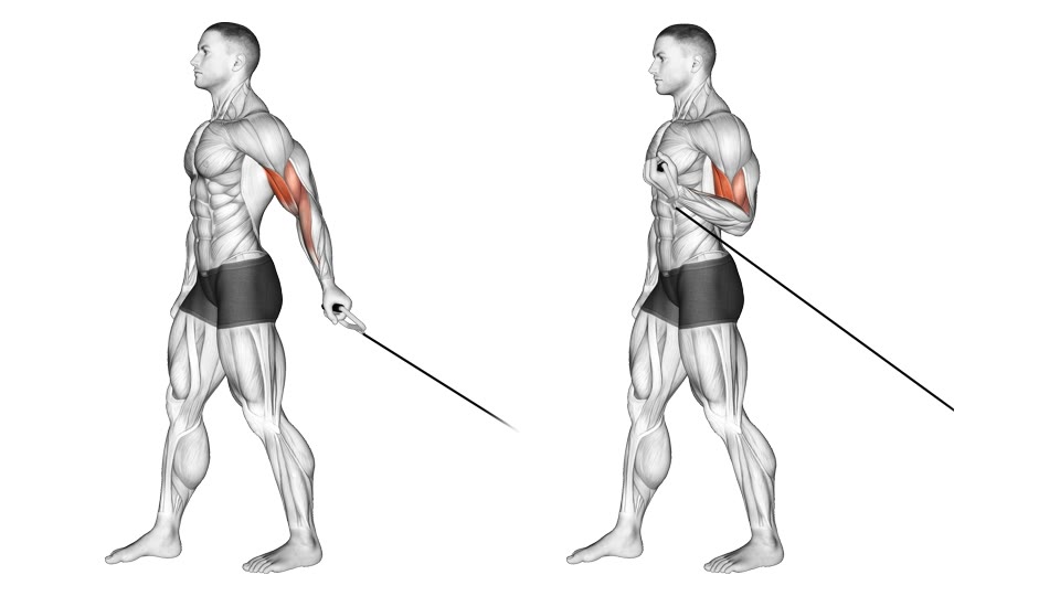 Anatomical illustration of a standing single-arm Bayesian cable curl at the bottom and top, with the cable pulling from behind the body and the biceps highlighted.