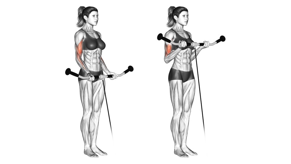 Anatomische Illustration einer Frau beim stehenden Kabelcurl mit gebogener Stange, mit hervorgehobenen Oberarmvorderseiten.