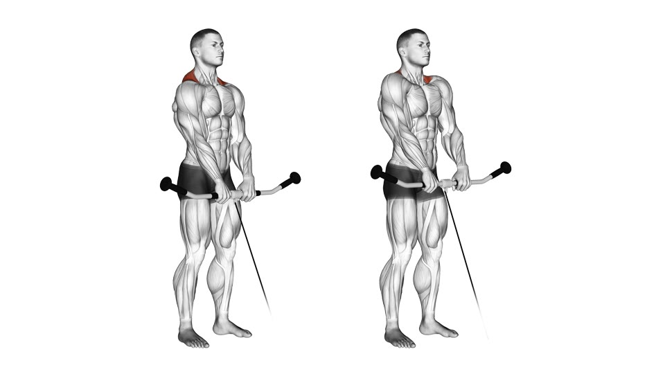 Two front-view anatomical frames of a man holding a curved bar from a low cable in front of his thighs, first with the shoulders lowered and then shrugged upward, with the upper trapezius highlighted.