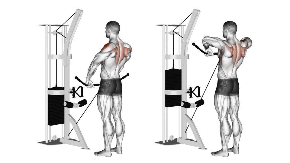 Two rear three-quarter anatomical frames of a man performing an upright row at a low cable station with a curved bar, from straight arms at the thighs to elbows raised near shoulder height, with the shoulders and upper back highlighted.