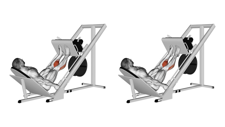 Anatomical illustration of a man performing calf presses on a 45-degree leg press, with the calves highlighted.