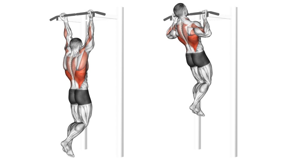 Two rear-view anatomical illustrations of a man performing an underhand chin-up on a fixed bar against a white background. In the left frame he hangs with straight arms and hands about shoulder width apart, the backs of his hands facing the viewer because his palms face him. In the right frame his elbows are bent beside his torso and his chin reaches the bar. His knees stay slightly bent and his feet overlap behind him in both positions. Red shading covers the latissimus dorsi along both sides of the back, the upper and middle back around the shoulder blades, the rear shoulders, and the upper-arm and forearm areas around the elbow flexors; the legs are unshaded.