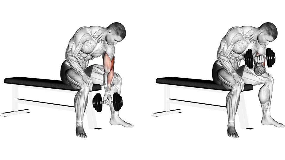 Two-frame anatomical illustration of a seated dumbbell concentration curl. A man leans forward on a flat bench with his right upper arm braced against his inner thigh and his free hand on the other leg. In the left frame the working arm hangs almost straight with the dumbbell below the knee; in the right frame the elbow is bent and the dumbbell is curled toward the shoulder. The front of the working upper arm is shaded red.
