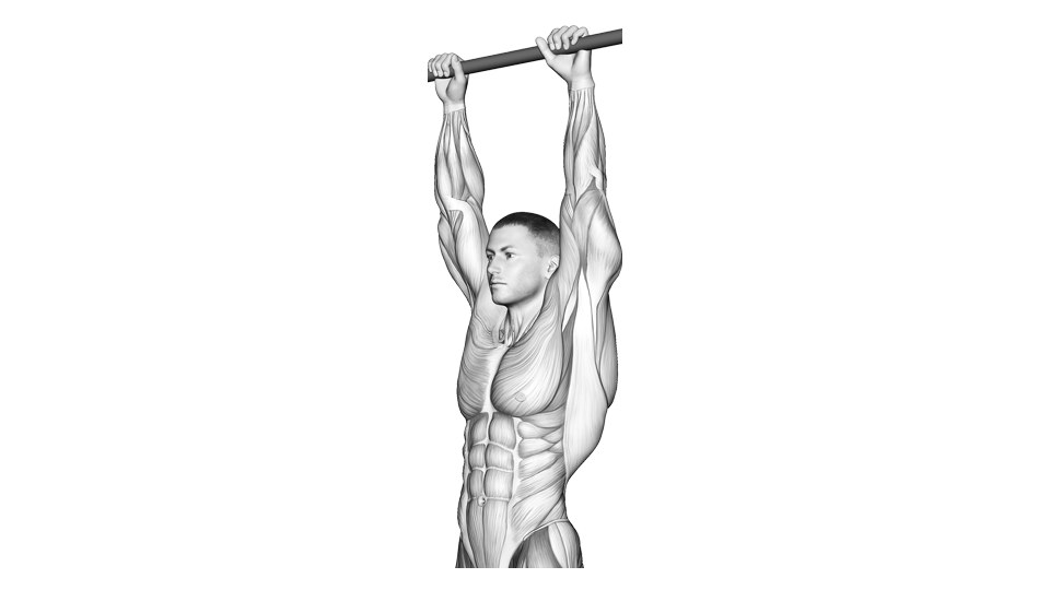 Cropped anatomical illustration of a two-handed dead hang from a pull-up bar, with both arms straight and the torso still.
