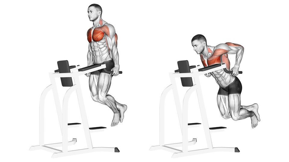 Anatomisk illustration af dips på en polstret dipsstation i to billeder. Til venstre holder en mand toppositionen med strakte arme, oprejst overkrop og krydsede ankler; bryst og forsiden af skuldrene er røde. Til højre ses bundpositionen skråt bagfra med foroverbøjet overkrop, bøjede albuer og knæ; triceps og skuldre er røde. Resten af kroppen er tegnet i gråt.