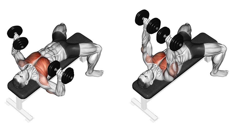 Anatomical illustration of a flat dumbbell bench press in two frames, side by side on white. In the left frame the lifter lies on a flat bench at the bottom of the rep, palms facing forward, elbows out and down so the upper arms sit at about the line of the torso and the dumbbells are level with the chest. In the right frame the same lifter is at lockout, arms straight overhead with the dumbbells close together above the shoulders. Both figures are drawn with the skin removed to show the muscles, and the chest is shaded red in both frames, with the back of the upper arm picked out in the lockout frame. Feet are flat on the floor and the shoulder blades stay on the bench.