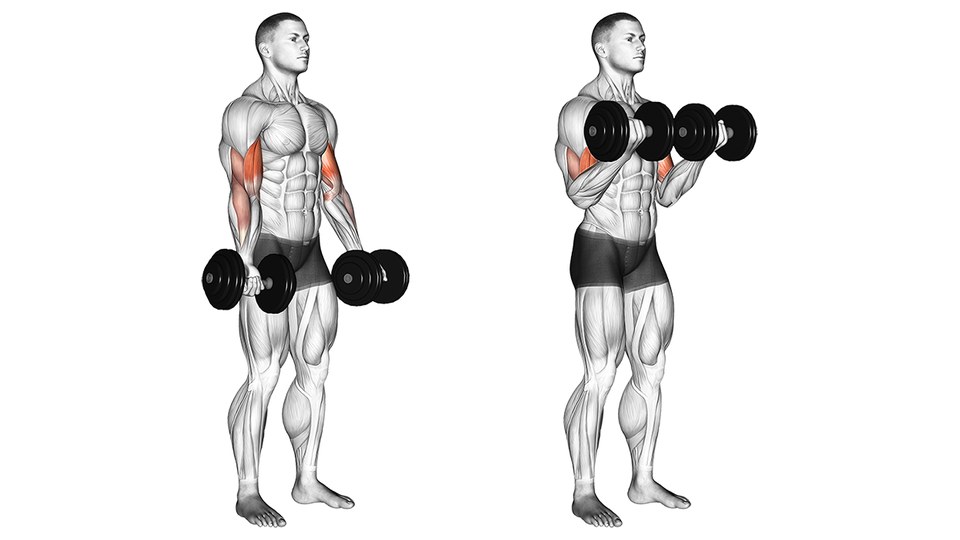 Anatomical illustration of a standing dumbbell biceps curl, shown in two frames side by side. On the left the man stands upright with a dumbbell in each hand at his sides, arms straight, palms turned forward. On the right both elbows are bent and both dumbbells have been curled up to shoulder height with the palms facing up. In both frames the front of each upper arm is shaded red; the forearms and the rest of the body are left in plain grey.