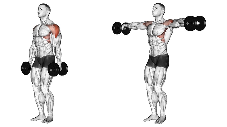 Anatomical illustration of a standing dumbbell lateral raise. On the left, a muscular male figure in shorts stands upright with a dumbbell hanging in each hand beside the thighs. On the right, the same figure has both arms raised out to the sides to roughly shoulder height, elbows almost straight, the dumbbells level with the shoulders. In the raised frame both shoulders are shaded red across their outer and upper surfaces; in the starting frame only the figure's left one is, the other left plain. In each frame the shading continues down over the outer chest below that shoulder. The rest of the body is drawn in plain grey muscle anatomy.