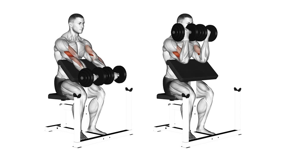 Two-frame front-side anatomical illustration of a seated man curling two dumbbells on a preacher bench, with the biceps and forearms highlighted.