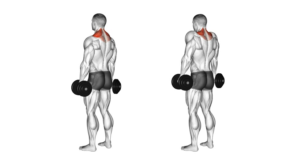 Two-frame rear-view anatomical illustration of a standing man holding dumbbells at his sides before and after raising his shoulders, with the upper trapezius highlighted.