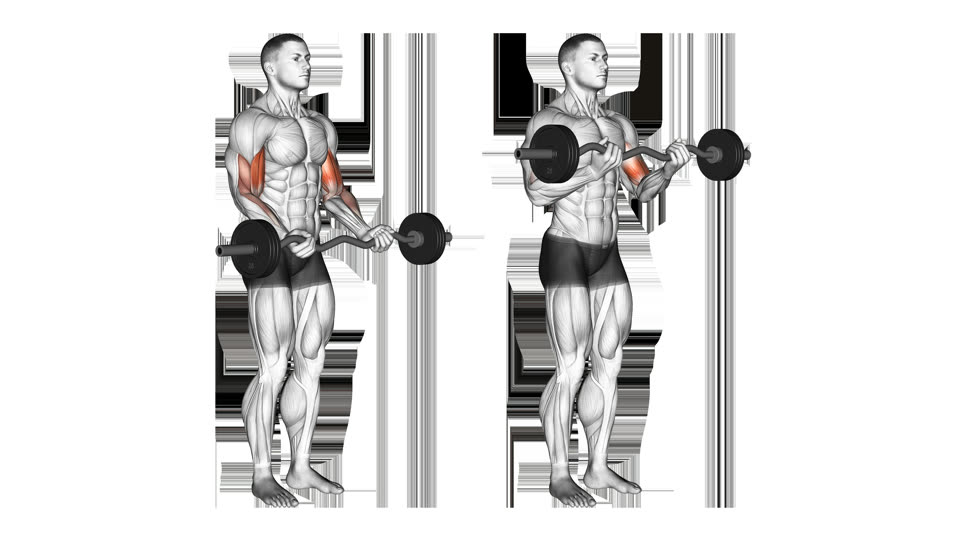 Anatomical illustration of a standing EZ bar curl shown with straight and bent elbows, with the front upper arms highlighted.