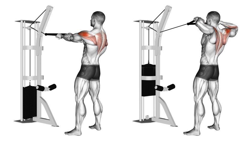 Anatomisk illustration af stående face pulls med reb før og efter trækket, med bagsiden af skuldrene og den øvre ryg markeret.