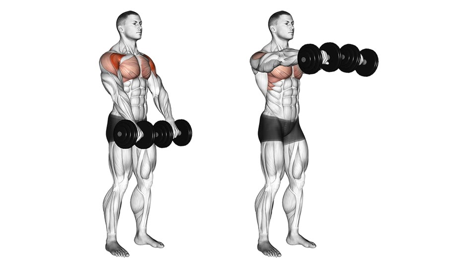 Anatomisk illustration af stående frontløft med håndvægte før og efter, at vægtene når skulderhøjde, med forsiden af skuldrene markeret.