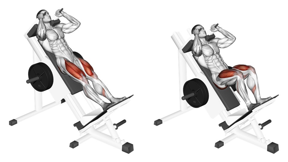 Anatomisk illustration af en mand, der sænker og presser en hack squat-slæde, med forsiden af lårene og balderne markeret.