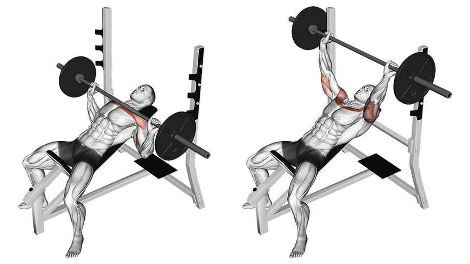 Anatomical illustration of a barbell incline bench press in two frames, side by side. The lifter lies on a bench set to roughly 30 to 45 degrees inside a squat-style rack with the barbell taken from the rack hooks. In the left frame the bar is at the upper chest with the elbows bent and tucked, and a band of the upper chest below the collarbone is highlighted. In the right frame the arms are locked out overhead and the back of both upper arms is highlighted instead.