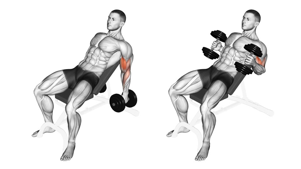 Two-frame anatomical illustration of a man reclining on an incline bench and curling two dumbbells with a neutral grip, with the elbow flexors highlighted.