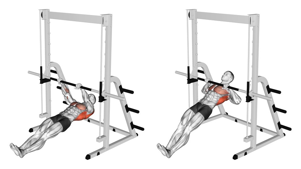 Anatomical illustration of a straight-leg inverted row under a low fixed bar, shown hanging and with the chest pulled to the bar, highlighting the upper back and arms.