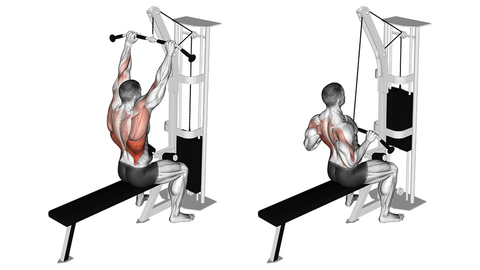 Arkadan görünen, oturarak yapılan kablo lat pulldown hareketinin anatomik bir çiziminden iki kare. Soldaki karede sporcu düz bir bankta ağırlık kuleli bir makineye dönük oturuyor, iki kolu da düz şekilde başının üzerinde, omuz genişliğinden fazla açıklıkla kavradığı geniş kambur bir lat barını üstten tutuyor; bar başının üzerinden tek bir kablodan sarkıyor. Sağdaki karede bar başın önünden omuz hizasına kadar indirilmiş, dirsekler aşağı ve dışa doğru sürülmüş; barın ortası, vücudun önünden geçtiği için baş ve omuzlar tarafından gizlenmiş. Her iki karede de turuncuya boyanmış: bel bölgesinden koltuk altına doğru uzanan latissimus dorsi, teres major ve kürek kemikleri arasındaki kaslar, boyundan orta sırta kadar trapeziusun tamamı, arka omuzlar ve üst kollar. Omurga şeridi ve bacaklar boyasız bırakılmış.