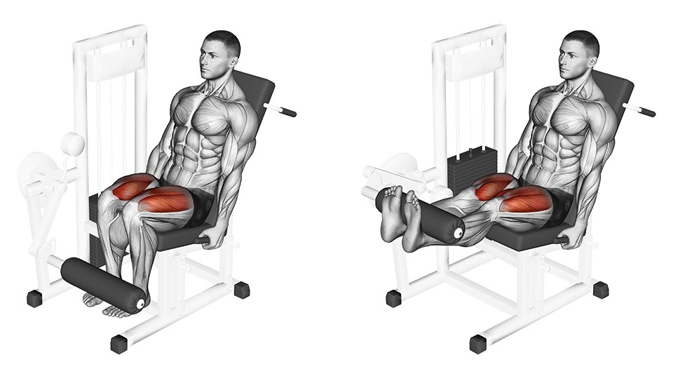 Due immagini della stessa illustrazione anatomica, affiancate, di un uomo che esegue un leg extension a due gambe su una macchina con colonna di pesi. È seduto contro uno schienale quasi verticale, con le mani sulle maniglie ai lati e gli stinchi dietro il rullo. Nell'immagine di sinistra le ginocchia sono piegate a circa un angolo retto e il rullo è in basso, vicino alle caviglie; in quella di destra le ginocchia sono completamente distese e le gambe orizzontali, i piedi sollevati da terra e la colonna di pesi alzata dietro di lui. I quadricipiti di entrambe le cosce sono colorati di rosso in tutte e due le immagini, come gruppo e non come singolo capo; il resto della muscolatura resta grigio.