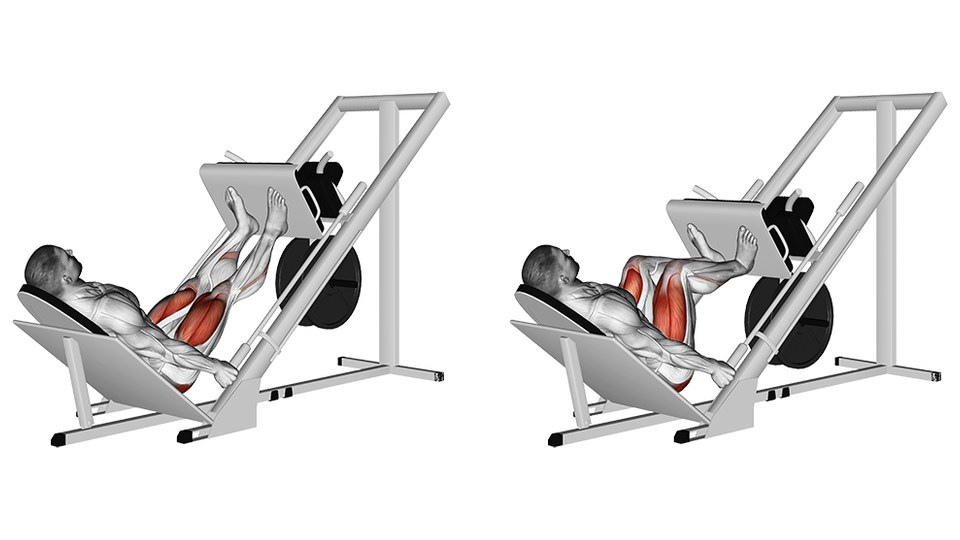Anatomical illustration of a 45-degree sled leg press, shown as two frames side by side. In both, a grey muscle-anatomy figure lies back on the angled seat of a plate-loaded sled machine with a weight plate on the carriage and both feet flat on the footplate. On the left the legs are almost straight at the top of the push, the sled high on the rails; on the right the carriage has come down and the knees are bent past a right angle, thighs close to the chest. The muscles of the thighs are highlighted in orange along their whole length, the upper inner thigh at the hip most strongly; the buttocks are pressed against the pad and are not visible.
