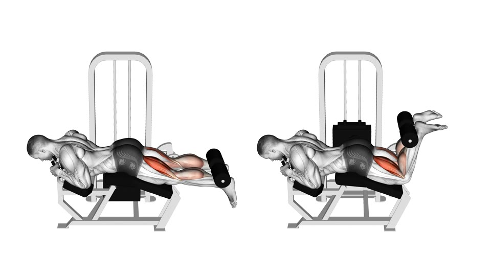 Two-frame side-view anatomical illustration of a man lying face down on a leg curl machine with his legs straight and then bent, with the hamstrings highlighted.