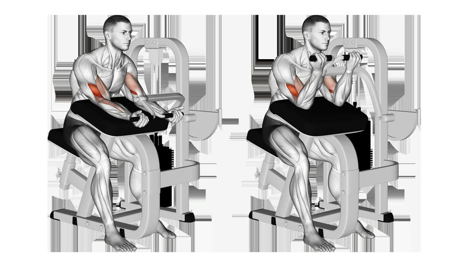 Anatomisk illustration af siddende bicepscurl i maskine med næsten strakte og bøjede albuer og forsiden af overarmene fremhævet.