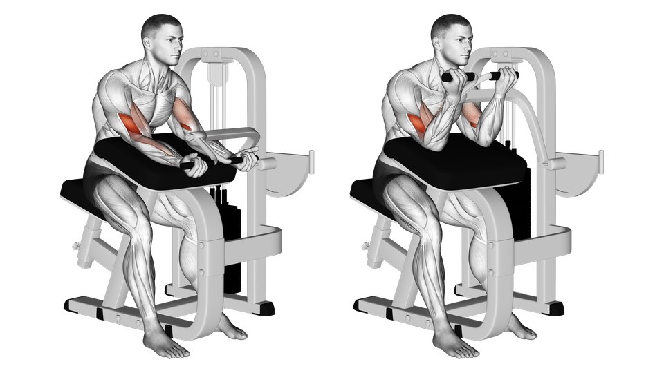 Anatomical illustration of a seated lever-machine preacher curl shown with straight and bent elbows, with the front upper arms highlighted.