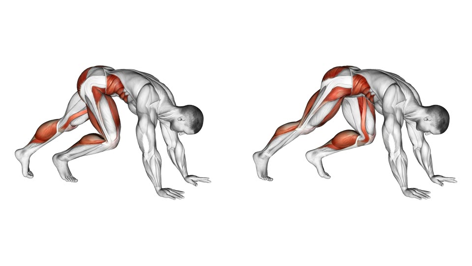 Two-frame anatomical illustration of mountain climbers with both hands planted and alternating knees driven toward the torso, with the trunk, hips and legs highlighted.