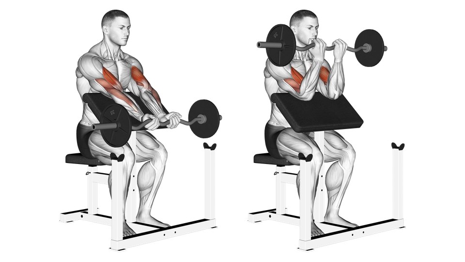 Anatomische Illustration eines sitzenden Preacher Curls mit engem Griff an der SZ-Stange, gezeigt mit gebeugten und fast gestreckten Ellbogen und hervorgehobenen Oberarmvorderseiten.