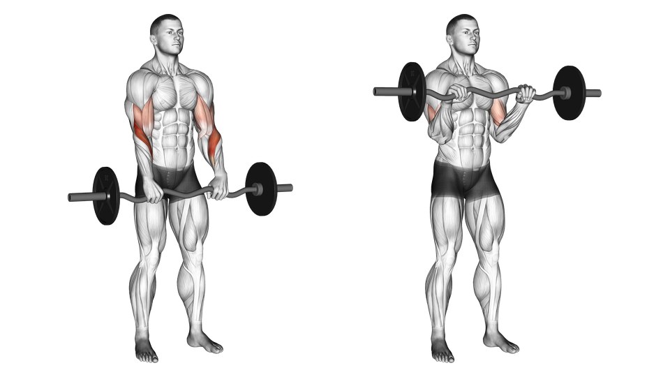 Anatomisk illustration forfra af en mand, der curler en EZ-stang med overhåndsgreb i to billeder, med forsiden af overarmene og ydersiden af underarmene fremhævet.