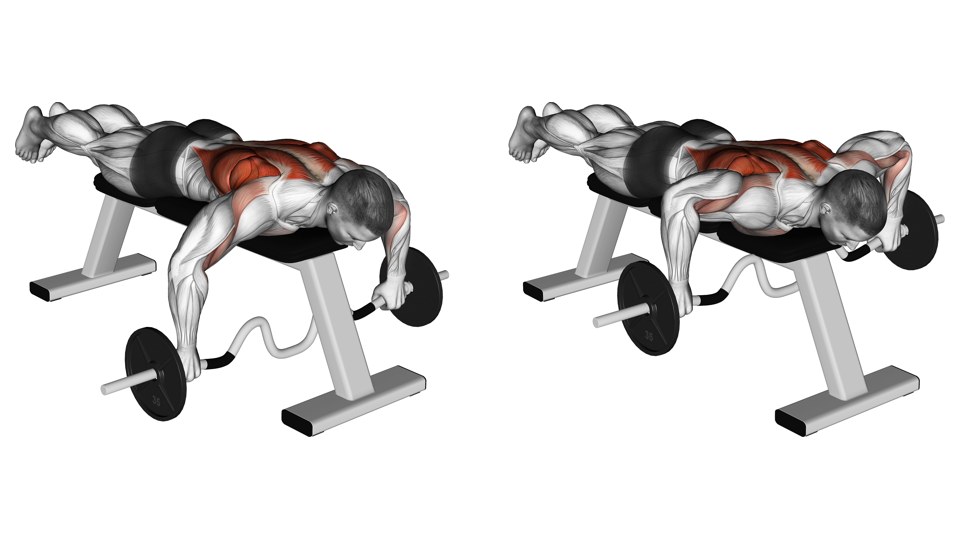 Anatomical illustration of a man lying face down on a flat bench, rowing a cambered bar in two positions with the back highlighted.
