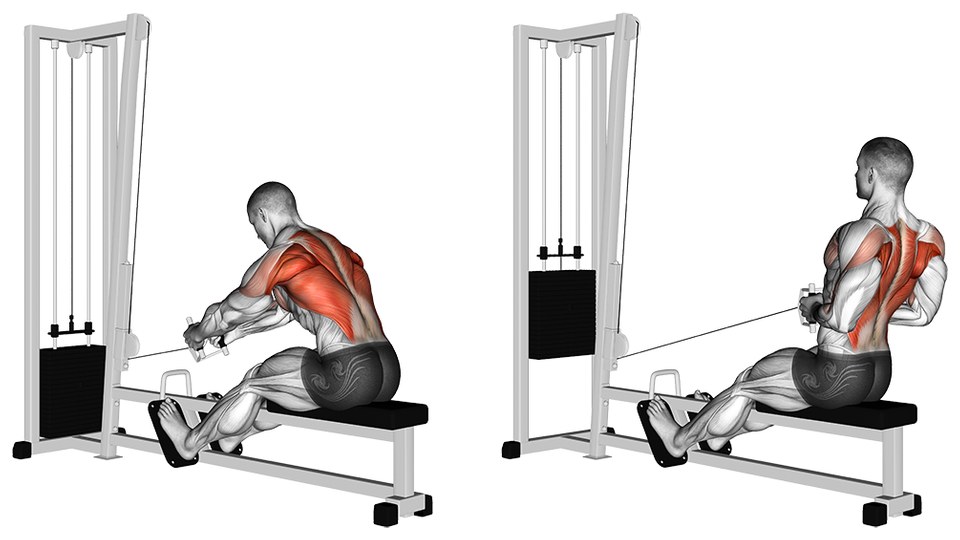 Anatomical illustration of a seated cable row in two frames, side by side. In both, a muscle-anatomy figure sits on a flat bench facing a low pulley on a weight-stack tower, feet braced on the machine's footplate and knees slightly bent, holding a short straight bar with a narrow overhand grip. In the left frame the arms are straight out in front and the shoulders reach forward; in the right frame the bar has been drawn in to the midsection with the elbows back past the ribs and the shoulder blades pulled together. Red highlighting in both frames covers the back of the shoulder and the muscles across the upper and middle back either side of the spine, spreading down the outer back in the finish frame.