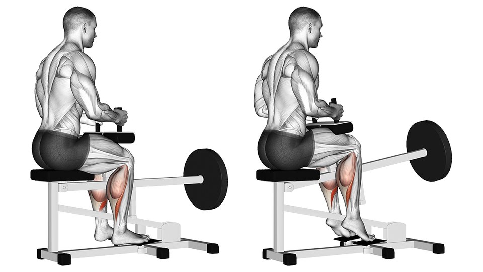 Anatomical illustration of a seated calf raise on a plate-loaded machine, seen from the side in two frames. A seated figure sits on the bench with the lower thighs under a pad, the pad connected to a lever arm carrying a weight plate, hands on the handles at the front of the pad, and the balls of the feet on the low platform with the toes pointing straight ahead. In the left frame the heels are dropped and the ankle is bent; in the right frame the heels are driven up and the ankle is extended. In both frames the muscle mass of the upper calf is shaded red against the otherwise pale grey body.