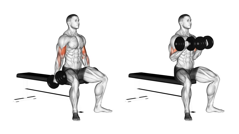 Two-frame front-view anatomical illustration of a seated man curling two dumbbells from straight arms to palms-up bent elbows, with the biceps and forearms highlighted.