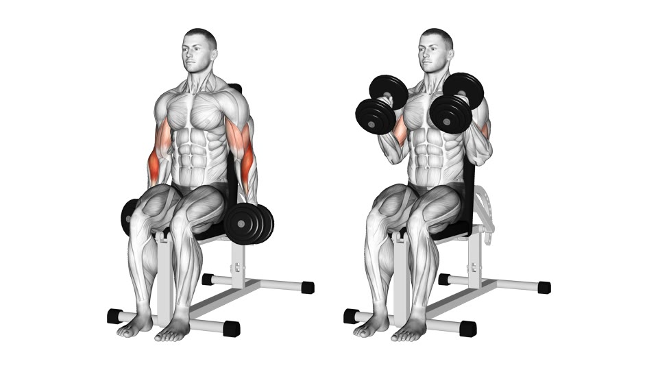 Two-frame front-view anatomical illustration of a seated man curling two dumbbells with palms facing inward, with the elbow flexors highlighted.