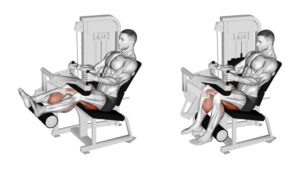 Two-frame side-view anatomical illustration of a man using a seated leg curl machine with his legs nearly straight and then bent, with the hamstrings highlighted.