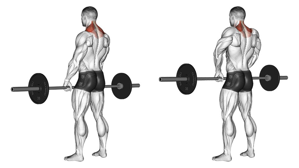 Anatomical illustration of a man performing a standing barbell shrug, with the upper trapezius highlighted.
