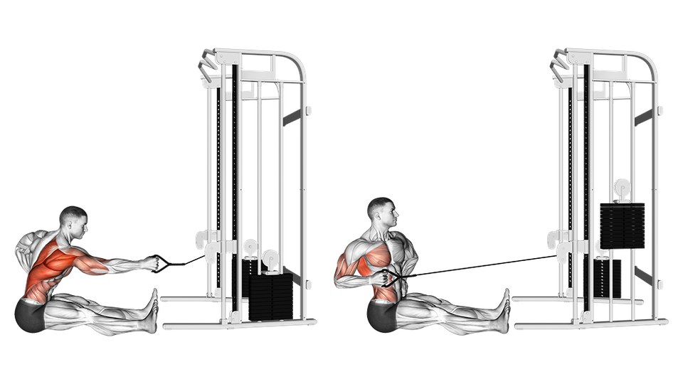 Anatomical illustration of a man performing a seated single-arm cable row with a controlled torso turn, with the working-side back highlighted.