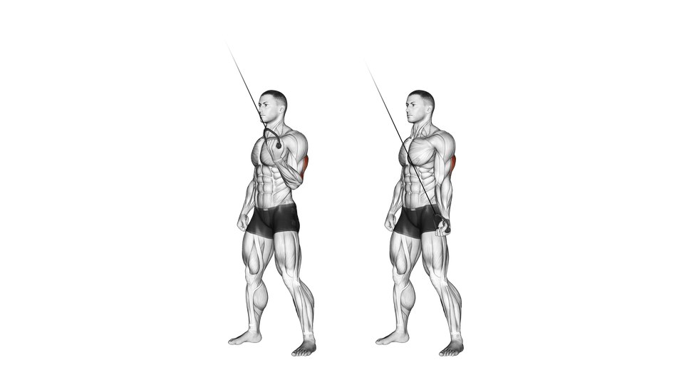 Illustrazione anatomica di un uomo che esegue un'estensione del tricipite a un braccio da un cavo alto, con la parte posteriore del braccio al lavoro evidenziata.