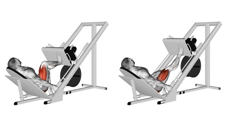 Two-frame side-view anatomical illustration of a man pressing a 45-degree leg-press sled with his right leg, from a bent knee to a nearly straight leg, with the working thigh and glute highlighted.