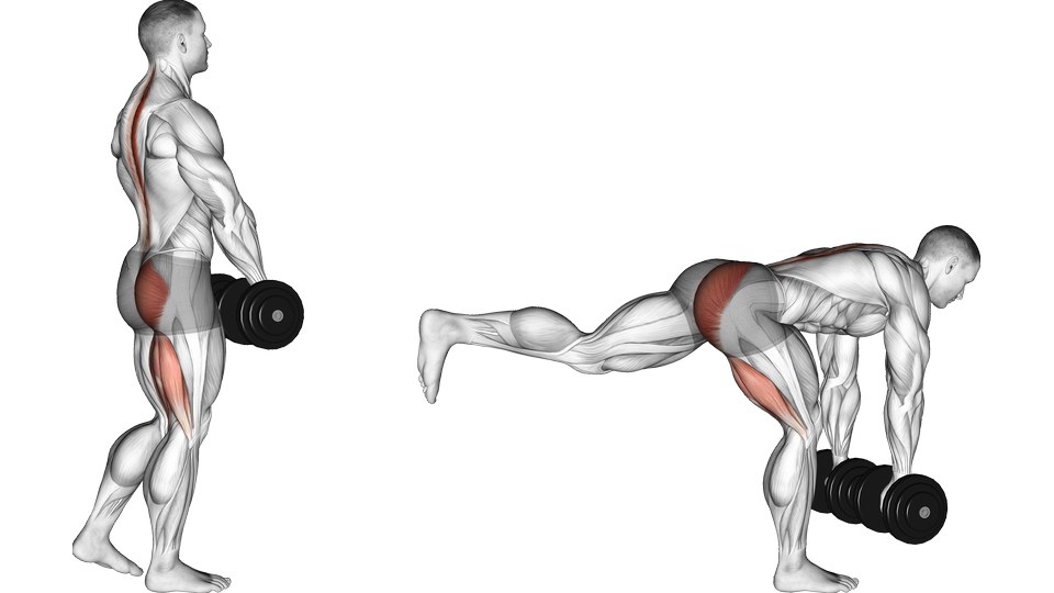 Anatomical illustration of a dumbbell single-leg RDL at standing and hinged positions, with the glutes and hamstrings highlighted.