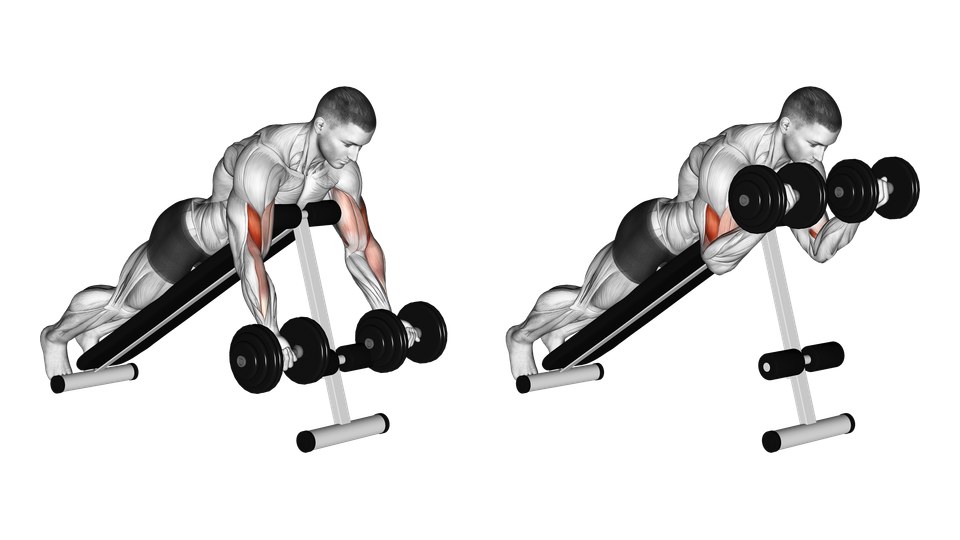 Anatomical illustration of a man lying chest-down on an incline bench and curling two dumbbells, with the front upper arms highlighted.
