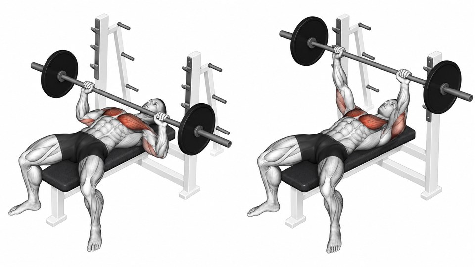 Exercise illustration: Flat-bench barbell press with a small visible gap above the chest and the extended-arm position.