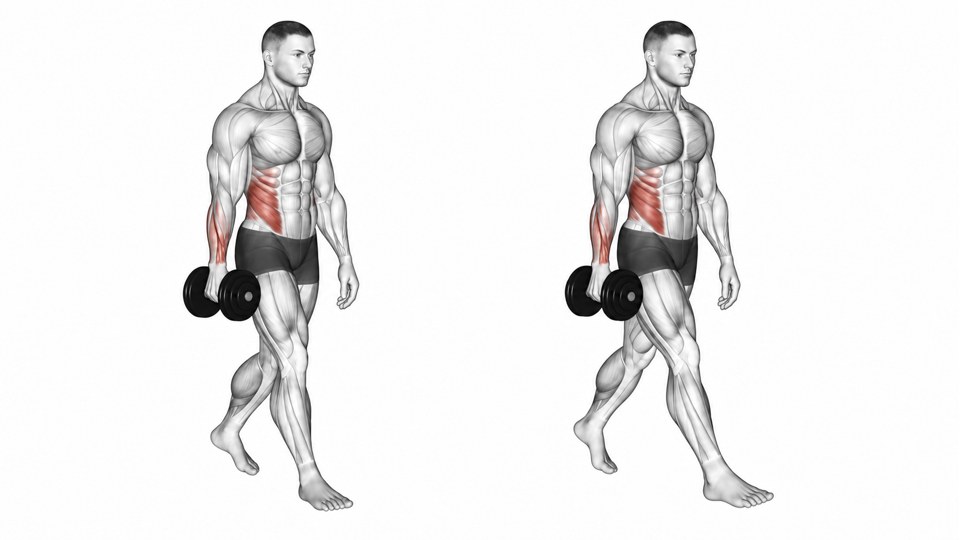 Anatomical illustration of a man walking with one dumbbell in his right hand, with the side abdominal wall and forearm highlighted.