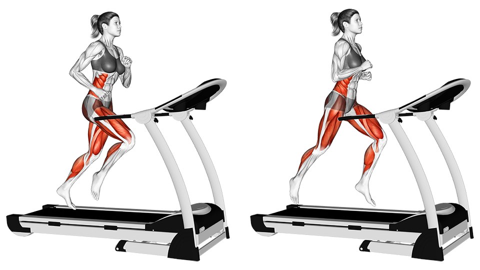 Anatomisk illustration af en kvinde, der løber på et motoriseret løbebånd, vist fra siden i to faser af samme skridt. Til venstre er hun i luften med det bageste ben strakt bagud; til højre støtter hun på én fod, mens det andet knæ svinger frem under hoften. Hele maskinen ses, hænderne er fri af håndtagene, og musklerne i hofter og ben er markeret med rødt.