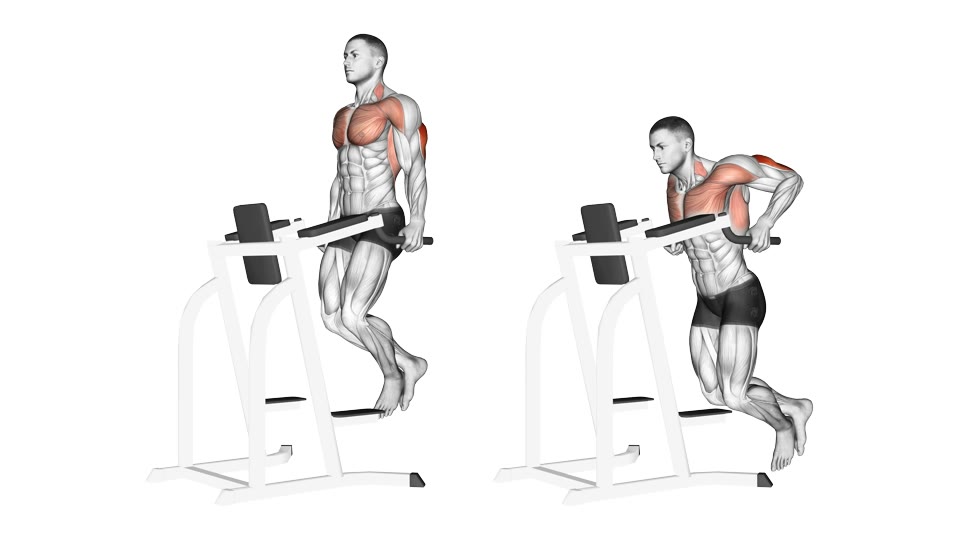Anatomisk sideillustration i to billeder af en mand i oprejst kropsvægtsdip på parallelle barrer, med triceps, bryst og forside af skuldre markeret.